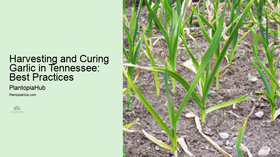 Harvesting and Curing Garlic in Tennessee: Best Practices