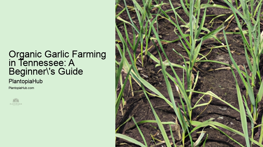 Organic Garlic Farming in Tennessee: A Beginner's Guide